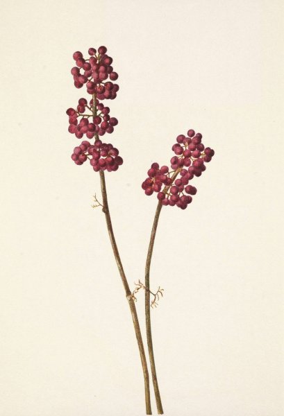 Beautyberry. Callicarpa americana  by Mary Vaux Walcott - Hand-Painted Oil Painting Reproduction