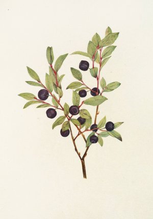 Big Whortleberry by Mary Vaux Walcott Oil Painting