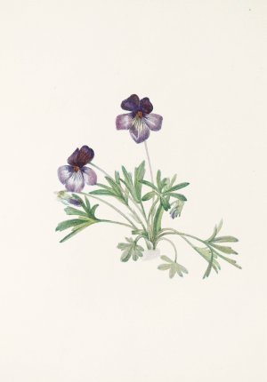 Birdsfoot Violet by Mary Vaux Walcott Oil Painting