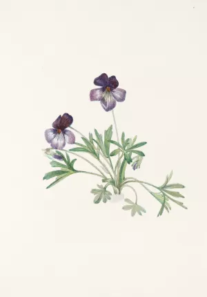Birdsfoot Violet by Mary Vaux Walcott Oil Painting