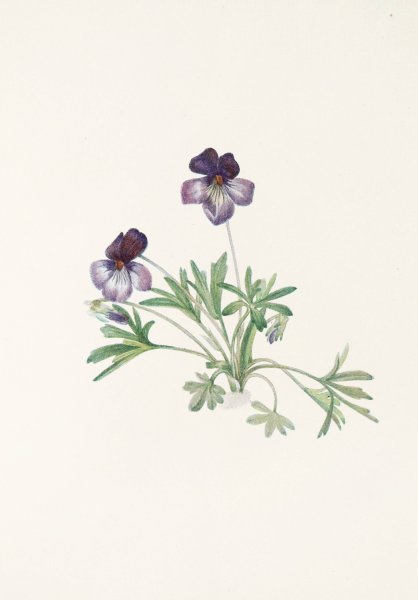 Birdsfoot Violet by Mary Vaux Walcott - Hand-Painted Oil Painting Reproduction