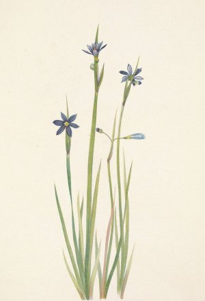 Blue-eyed-grass. Sisyrinchium angustifolium by Mary Vaux Walcott Oil Painting