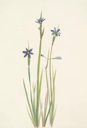 Blue-eyed-grass. Sisyrinchium angustifolium by Mary Vaux Walcott Oil Painting