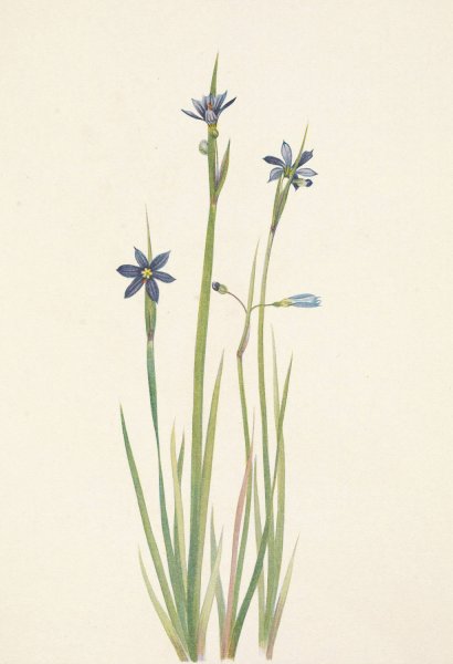 Blue-eyed-grass. Sisyrinchium angustifolium  by Mary Vaux Walcott - Hand-Painted Oil Painting Reproduction