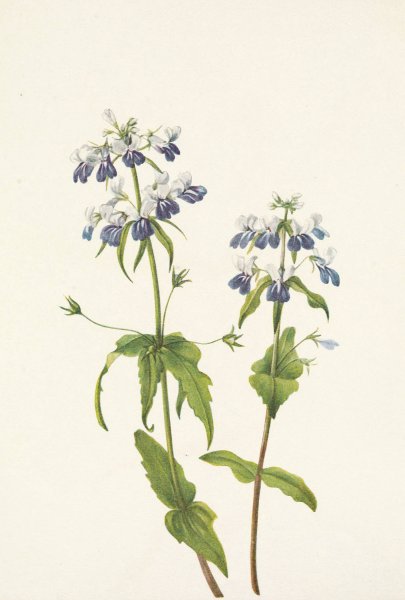 Blue-eyed-mary. Collinsia verna  by Mary Vaux Walcott - Hand-Painted Oil Painting Reproduction