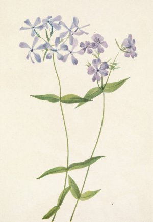 Blue Phlox. Phlox divaricata by Mary Vaux Walcott Oil Painting