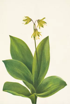 Bluebead. Clintonia borealis Oil painting by Mary Vaux Walcott