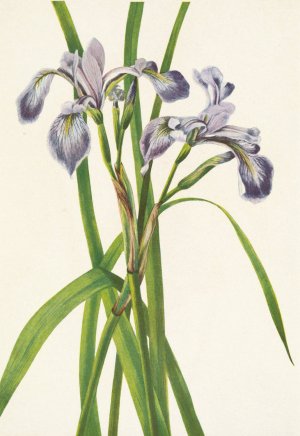 Blueflag Iris. Iris versicolor by Mary Vaux Walcott Oil Painting