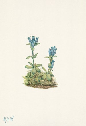 Bluegreen Gentian. Gentiana glauca by Mary Vaux Walcott Oil Painting