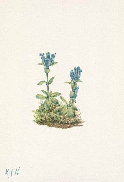 Bluegreen Gentian. Gentiana glauca  by Mary Vaux Walcott - Hand-Painted Oil Painting Reproduction
