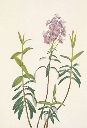 Bog Kalmia. Kalmia Polifolia by Mary Vaux Walcott Oil Painting