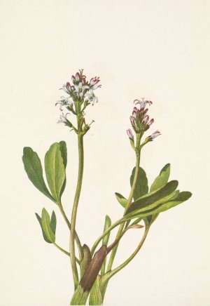 Bogbean. Menyanthes trifoliata by Mary Vaux Walcott Oil Painting