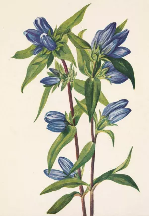 Bottle Gentian. Gentiana saponaria Oil painting by Mary Vaux Walcott