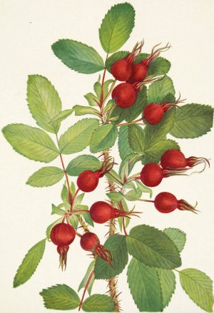Bourgeau Rose by Mary Vaux Walcott Oil Painting