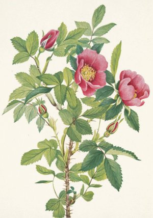 Bourgeau Rose by Mary Vaux Walcott Oil Painting