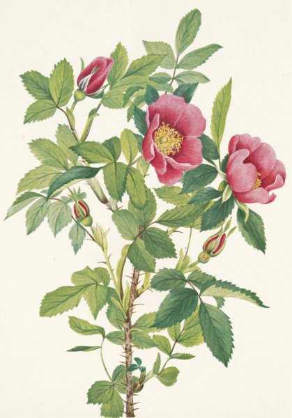 Bourgeau Rose  by Mary Vaux Walcott - Hand-Painted Oil Painting Reproduction