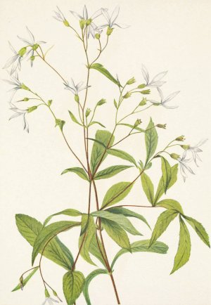 Bowmansroot. Porteranthus trifoliatus by Mary Vaux Walcott Oil Painting