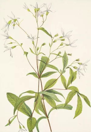 Bowmansroot. Porteranthus trifoliatus by Mary Vaux Walcott Oil Painting