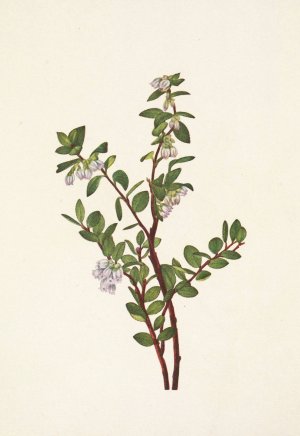 Box Huckleberry. Gaylussacia brachycera by Mary Vaux Walcott Oil Painting