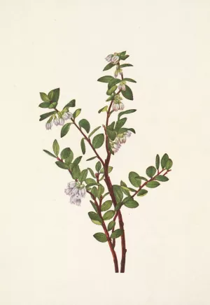 Box Huckleberry. Gaylussacia brachycera by Mary Vaux Walcott Oil Painting