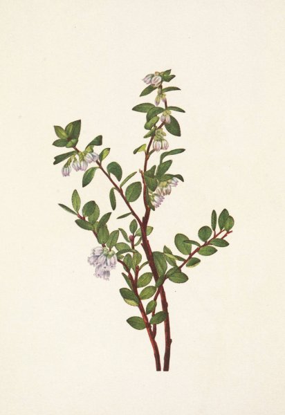Box Huckleberry. Gaylussacia brachycera  by Mary Vaux Walcott - Hand-Painted Oil Painting Reproduction