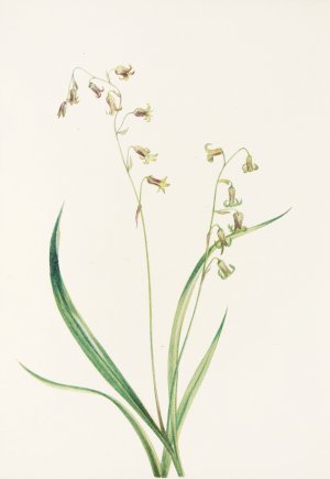 Bronzebells by Mary Vaux Walcott Oil Painting