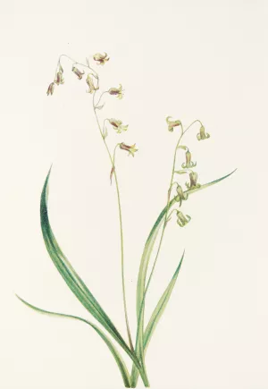 Bronzebells Oil painting by Mary Vaux Walcott