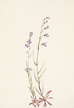 Brook Lobelia. Lobelia kalmii by Mary Vaux Walcott Oil Painting