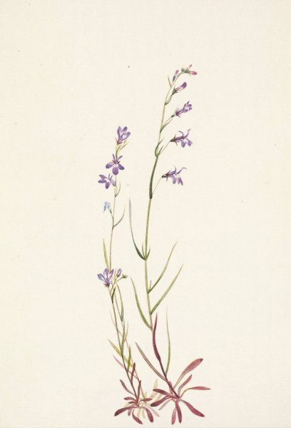 Brook Lobelia. Lobelia kalmii  by Mary Vaux Walcott - Hand-Painted Oil Painting Reproduction