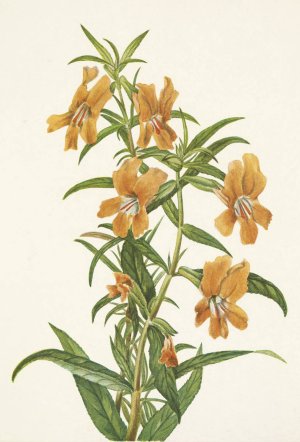 Buff Monkeyflower. Diplacus longiflorus by Mary Vaux Walcott Oil Painting