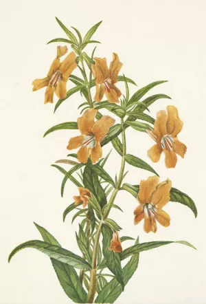 Buff Monkeyflower. Diplacus longiflorus Oil painting by Mary Vaux Walcott