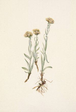 Buff Pussytoes. Antennaria luzuloides by Mary Vaux Walcott Oil Painting