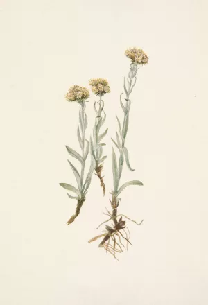 Buff Pussytoes. Antennaria luzuloides by Mary Vaux Walcott Oil Painting