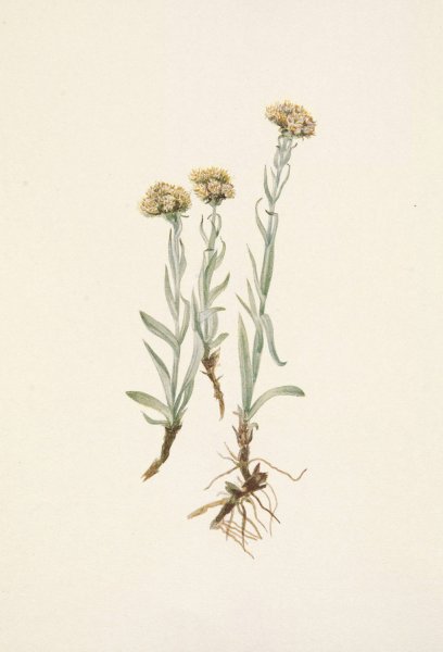 Buff Pussytoes. Antennaria luzuloides  by Mary Vaux Walcott - Hand-Painted Oil Painting Reproduction