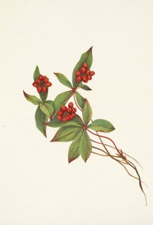Bunchberry by Mary Vaux Walcott Oil Painting