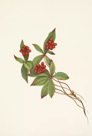Bunchberry by Mary Vaux Walcott Oil Painting