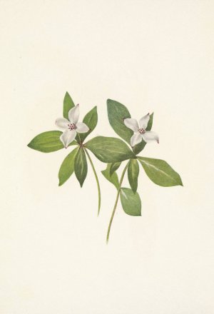 Bunchberry by Mary Vaux Walcott Oil Painting
