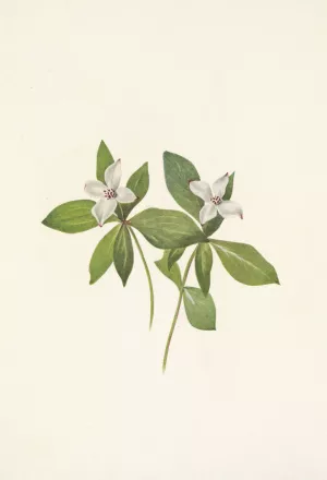 Bunchberry by Mary Vaux Walcott Oil Painting