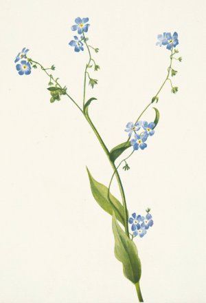 Bur-forget-me-not. Lappula diffusa by Mary Vaux Walcott Oil Painting