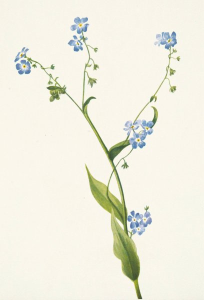 Bur-forget-me-not. Lappula diffusa  by Mary Vaux Walcott - Hand-Painted Oil Painting Reproduction