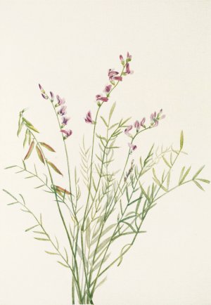 Burgess Milkvetch by Mary Vaux Walcott Oil Painting