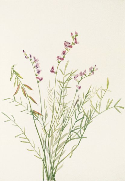 Burgess Milkvetch  by Mary Vaux Walcott - Hand-Painted Oil Painting Reproduction