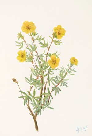Bush Cinquefoil by Mary Vaux Walcott Oil Painting