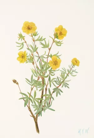 Bush Cinquefoil by Mary Vaux Walcott Oil Painting