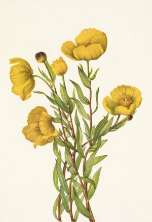 Bushpoppy. Dendromecon rigidum by Mary Vaux Walcott Oil Painting