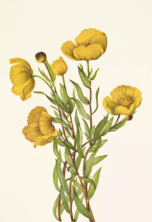 Bushpoppy. Dendromecon rigidum Oil painting by Mary Vaux Walcott