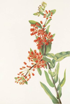 Butterflyweed by Mary Vaux Walcott Oil Painting