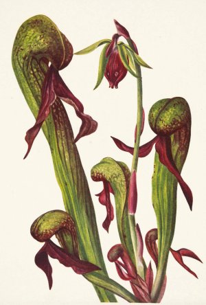 California Pitcherplant. Chrysamphora californica by Mary Vaux Walcott Oil Painting