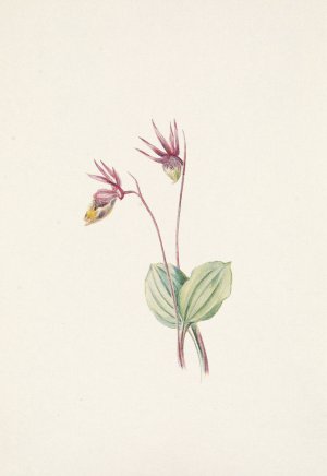 Calypso. Cytherea bulbosa by Mary Vaux Walcott Oil Painting