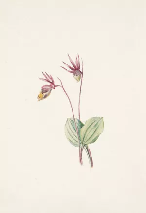 Calypso. Cytherea bulbosa by Mary Vaux Walcott Oil Painting